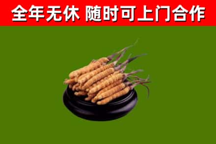 瑞安烟酒回收冬虫夏草.jpg